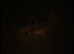 ocelot1