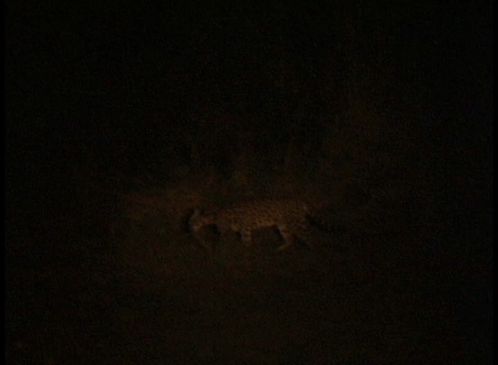 ocelot1