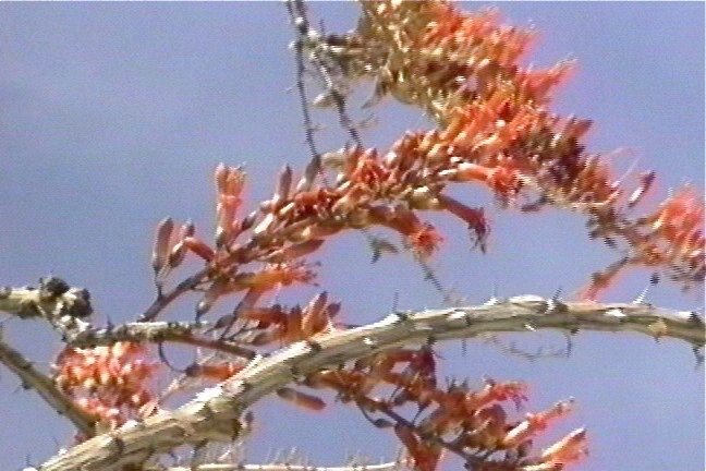 Ocotillo 2
