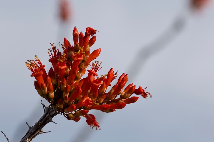 Ocotillo, Fouquieria splendens1b