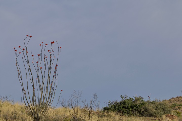 Ocotillo, Fouquieria splendens1a