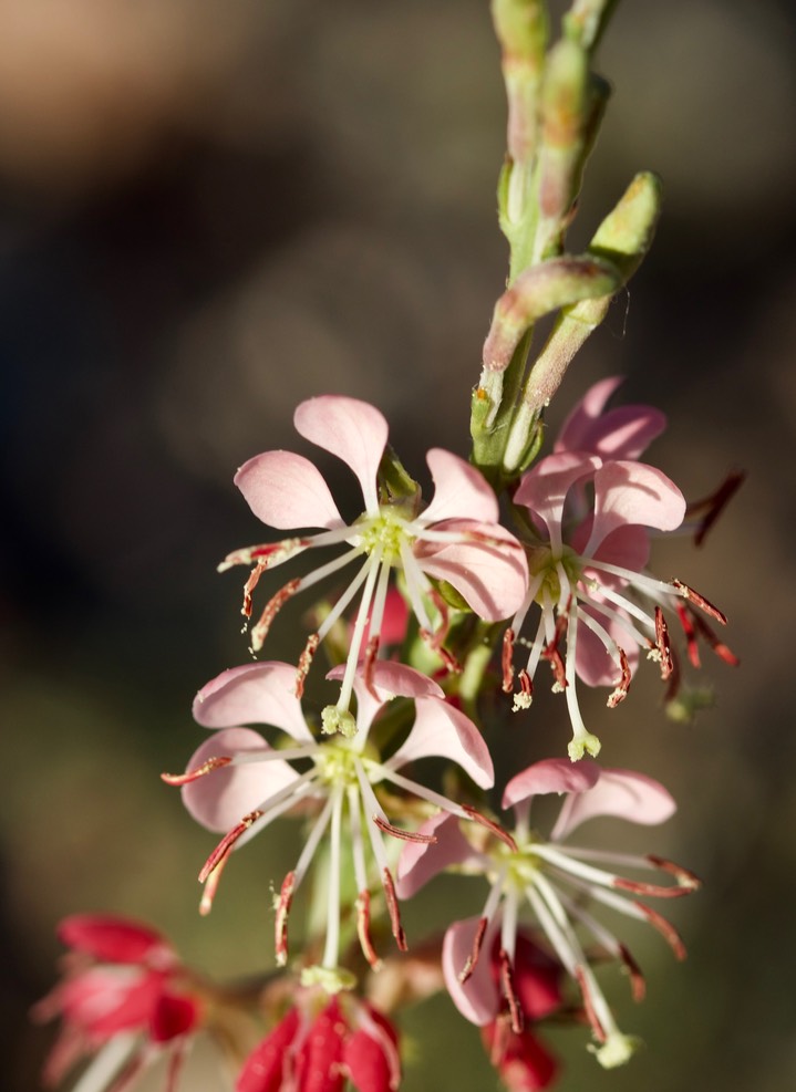 Oenothera suffrutescens - Scarlet beeblossom:Scalrlet Gaura5-4c