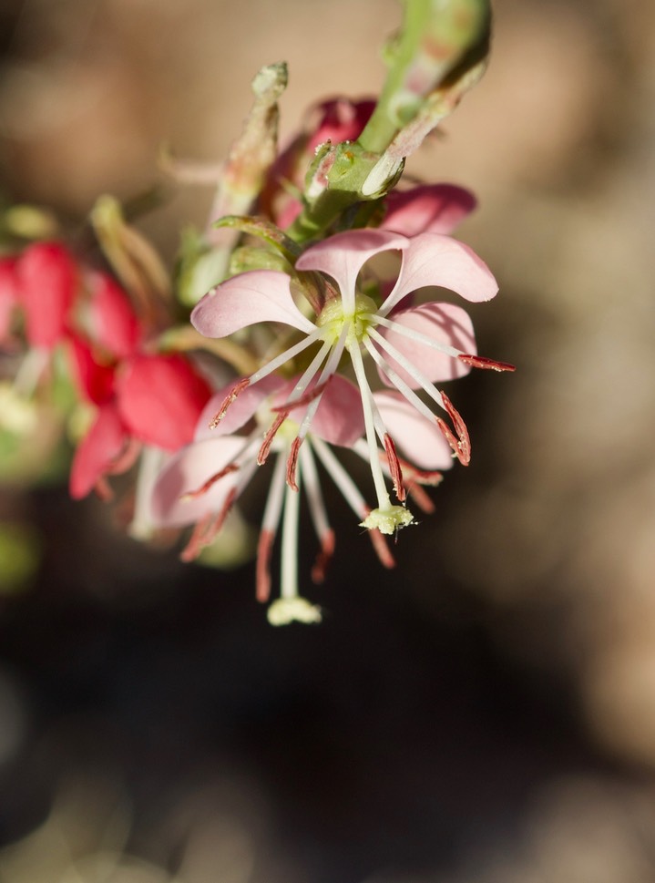 Oenothera suffrutescens - Scarlet beeblossom:Scalrlet Gaura5-4e