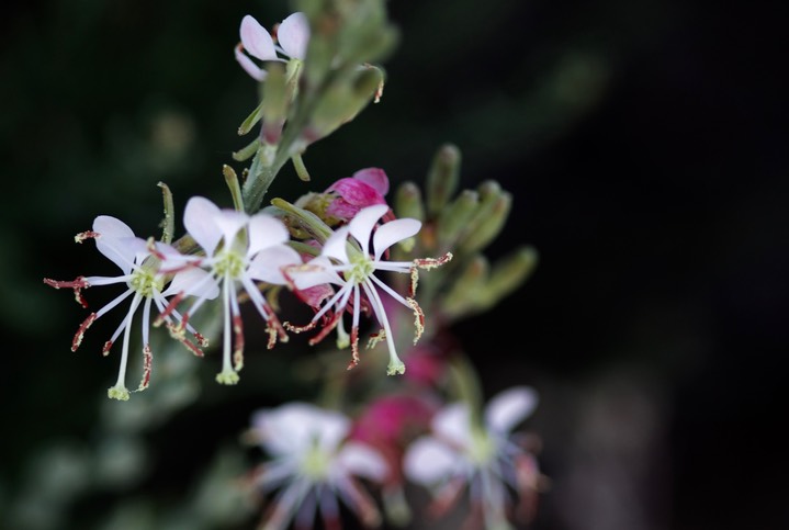 Oenothera suffrutescens - Scarlet beeblossom:Scalrlet Gaura5-4a