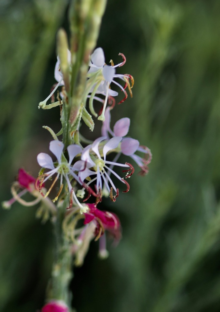 Oenothera suffrutescens - Scarlet beeblossom:Scalrlet Gaura5-4b