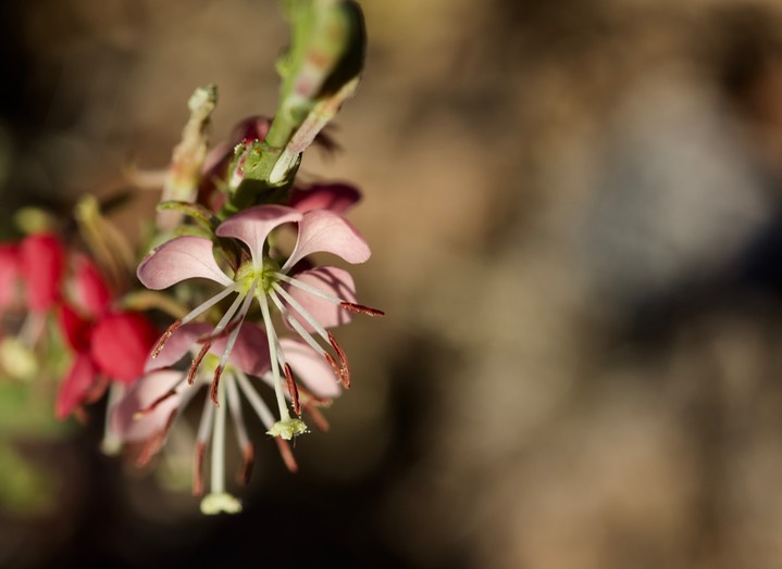 Oenothera suffrutescens - Scarlet beeblossom/Scalrlet Gaura