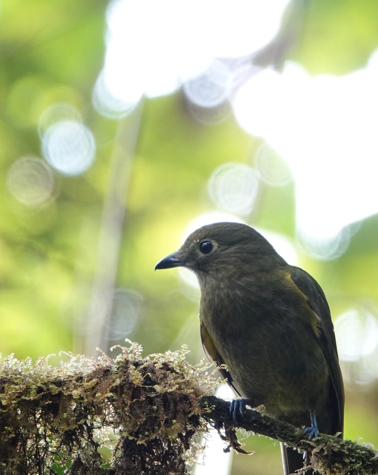 Olivaceous Piha1