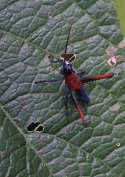 Opaon varicolor