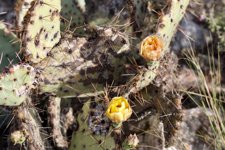 Opuntia phaeacantha 1a