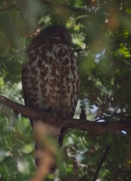 Owl, Brown Hawk. Ninox scutulata1