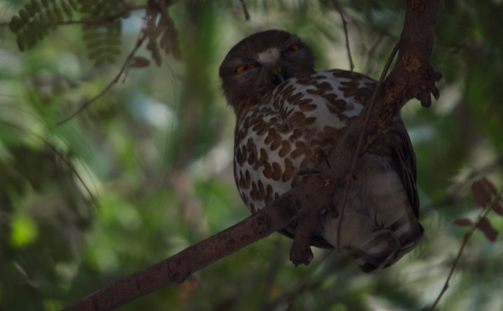 Owl, Brown Hawk. Ninox scutulata