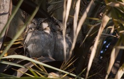 Owl, Collared Scops. Otus bakkamoena