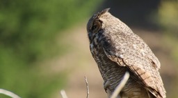 Owl, Great Horned (Montana) 1