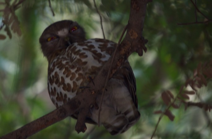 owl_med