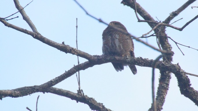 Owlet, Asian Barred 1