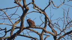 Owlet, Asian Barred 2