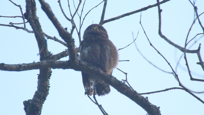 Owlet, Asian Barred