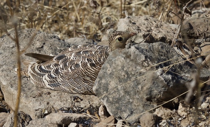painted-sandgrouse_med