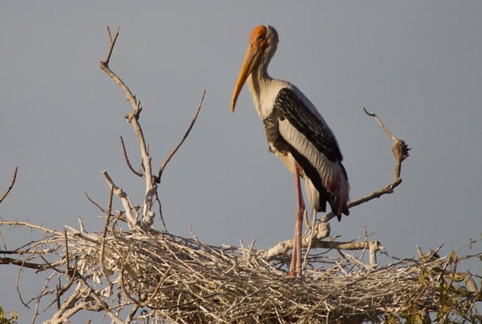 painted-stork_med