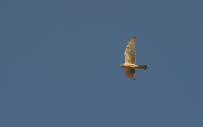 Pallid Harrier, Circus macrourus