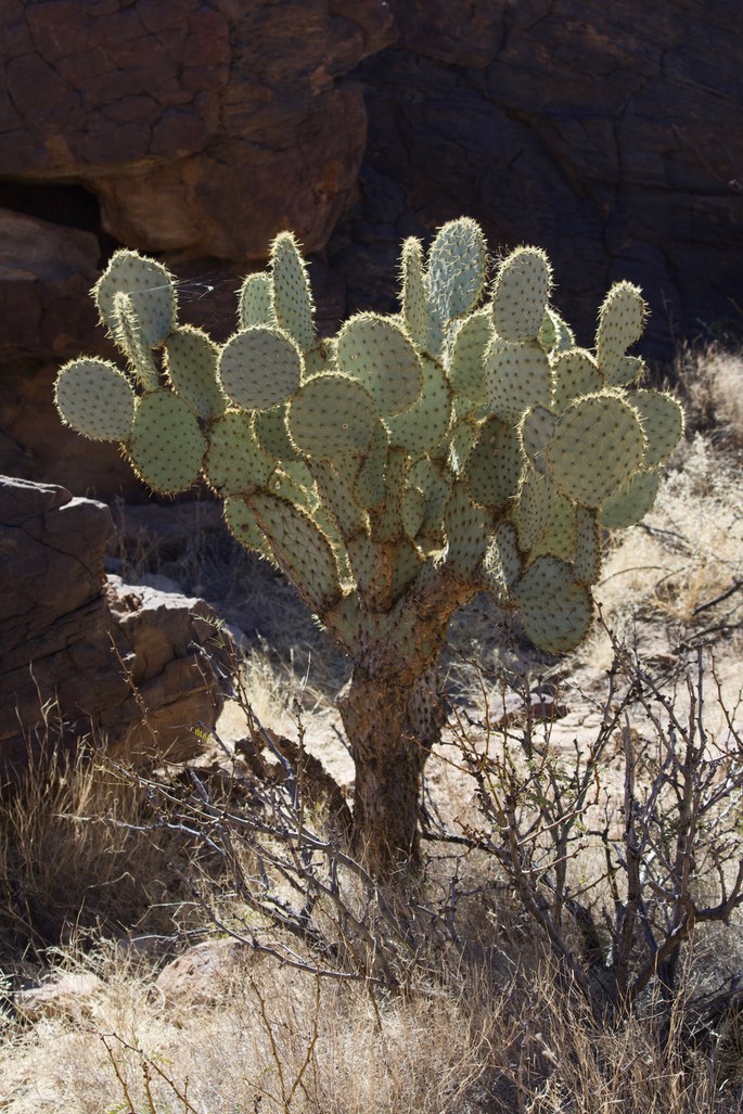 Pancake Prickly Pear, Opuntia chlorotica - Frying Pan Canyon, Black Range, NM2