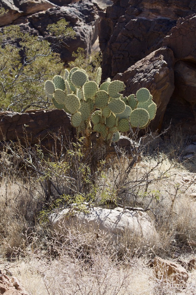 Pancake Prickly Pear, Opuntia chlorotica - Frying Pan Canyon, Black Range, NM1