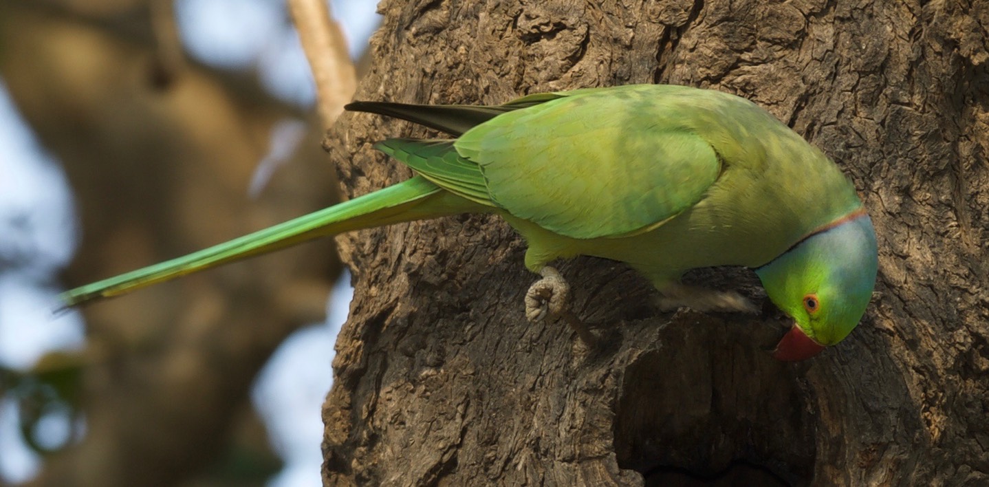 Parakeet, Rose-ringed. Psittacula krameri k3