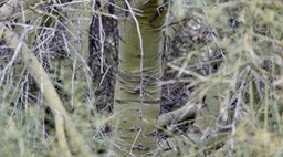 Parkinsonia microphylla, Little-Leaf Palo Verde, Bahia de los Angeles, Baja California