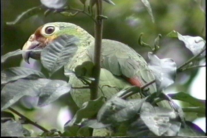 Parrot, Red-lored 1