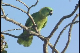 Parrot, Yellow-naped 1