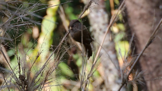 Parrotbill, Brown 2