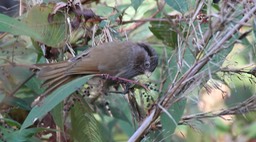 Parrotbill, Brown