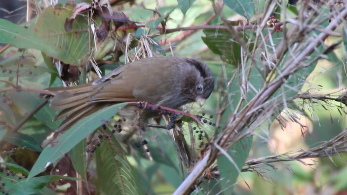 Parrotbill, Brown