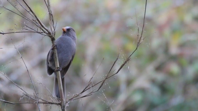 Parrotbill, Great 1