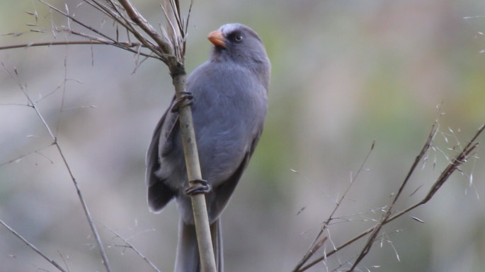 Parrotbill, Great 2