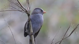 Parrotbill, Great 4