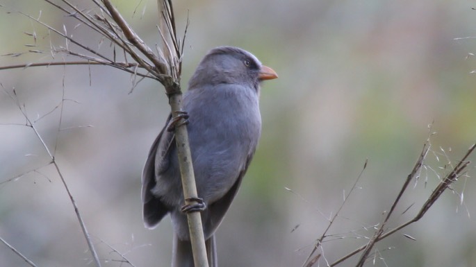 Parrotbill, Great 4