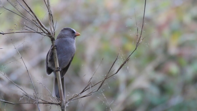 Parrotbill, Great