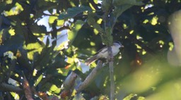 Parrotbill, Grey-headed
