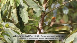 Parrotbill, White-breasted 2