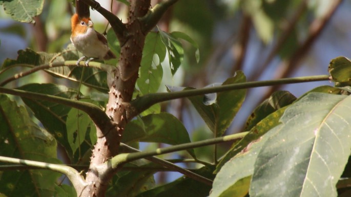 Parrotbill, White-breasted