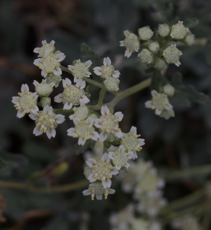 Parthenium incanum, Mariola3