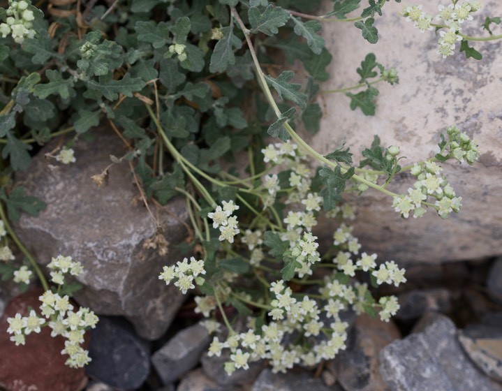 Parthenium incanum, Mariola4