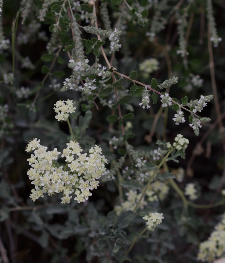 Parthenium incanum, Mariola