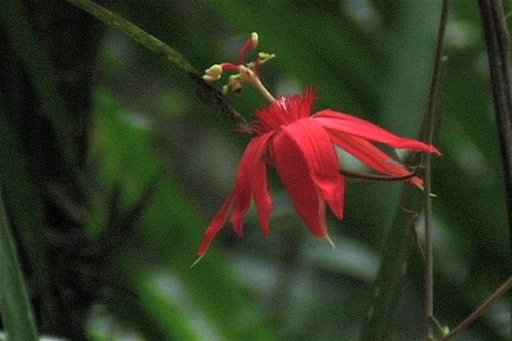 Passiflora 1