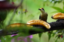 Woodpecker, Black-cheeked (Cerro Montezuma, Colombia)