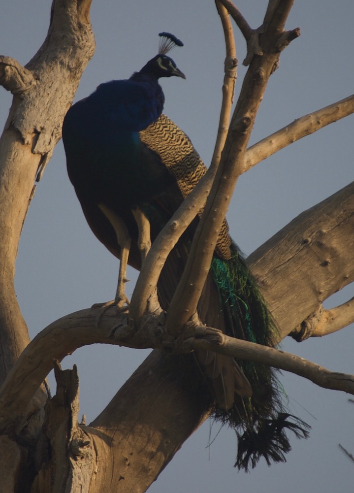 Peafowl,  k3