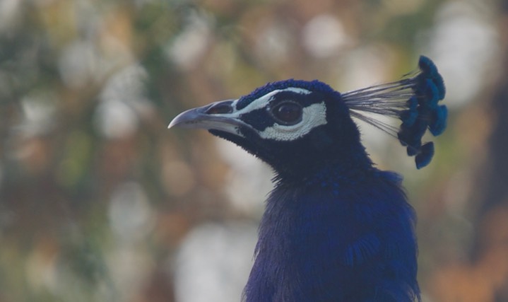 Peafowl, 5