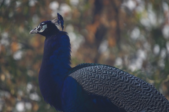 Peafowl, 6