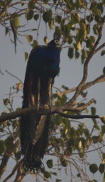Peafowl, Indian. Pavo cristatus k1